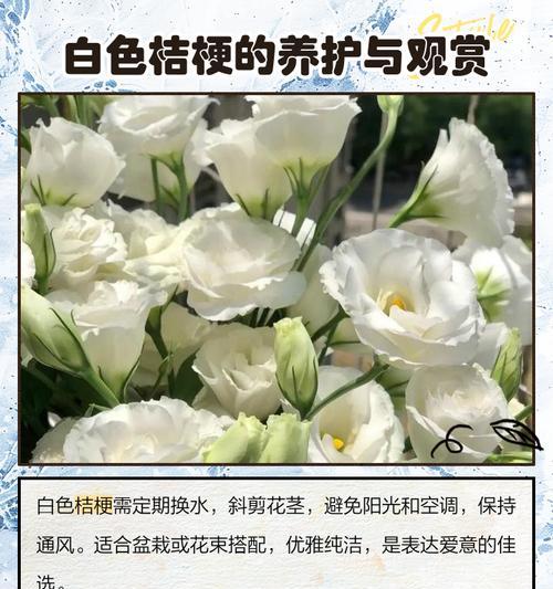 圣诞送白色的花寓意是什么？白色花在节日中的象征含义？
