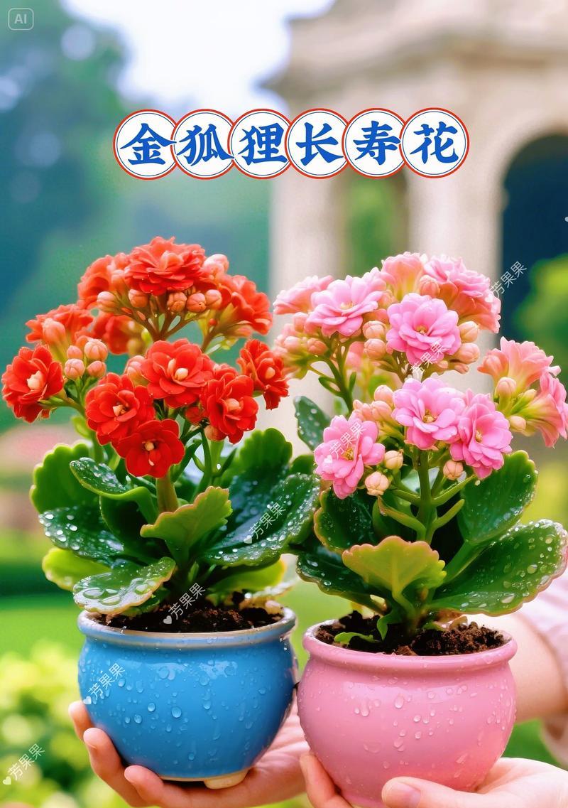 送一盒长寿花的寓意是什么？长寿花盒在祝福中的作用是什么？