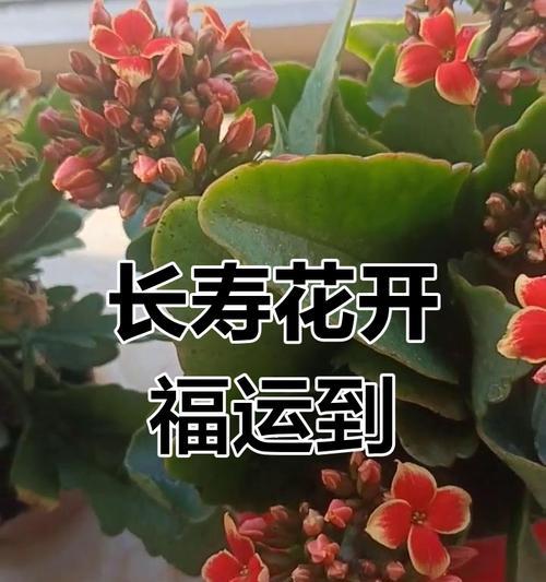 送一盒长寿花的寓意是什么？长寿花盒在祝福中的作用是什么？