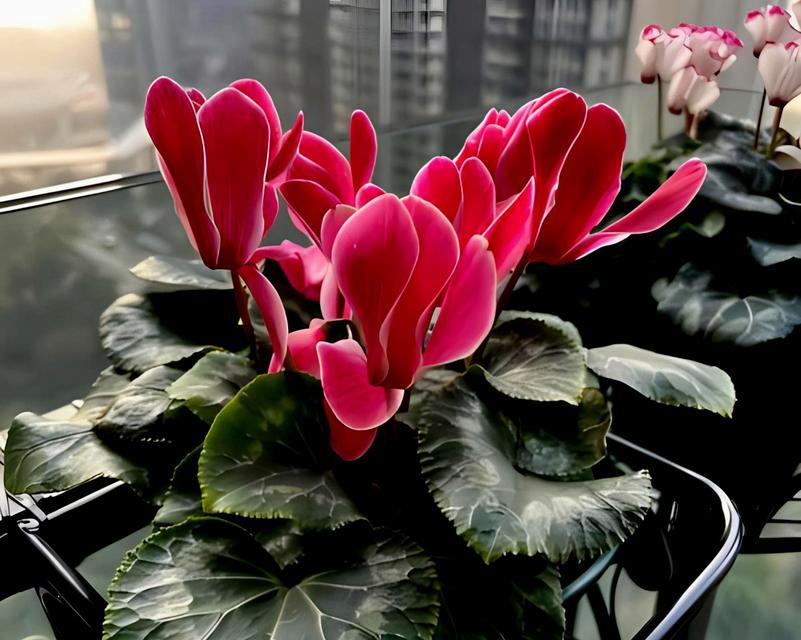仙客来红色花语是什么？如何用仙客来表达祝福？