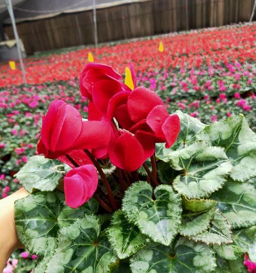仙客来红色花语是什么？如何用仙客来表达祝福？