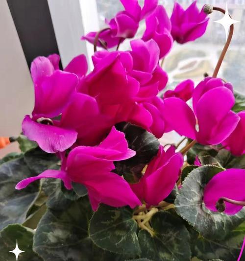 仙客来红色花语是什么？如何用仙客来表达祝福？