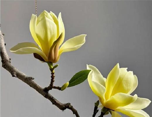 哪种花象征高贵稳重？