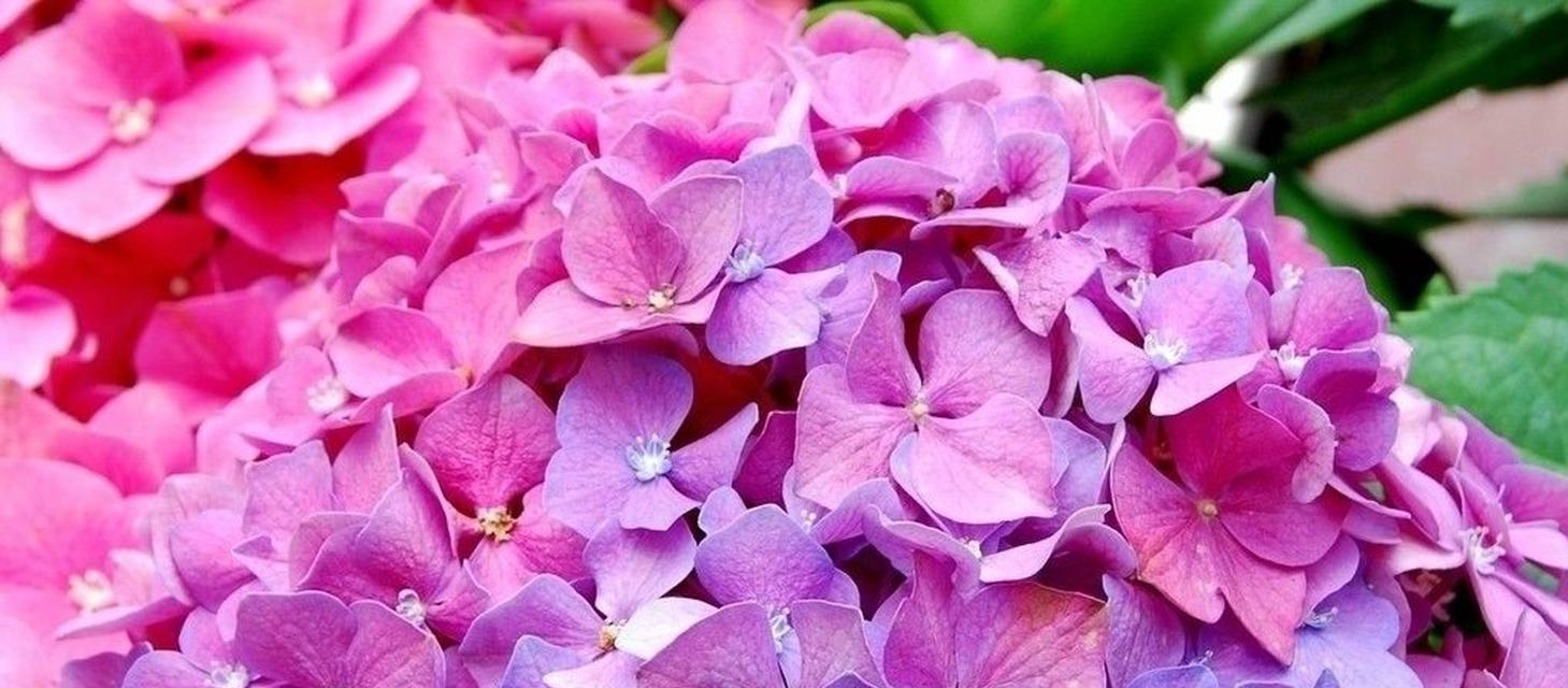 紫阳花哪种颜色寓意最佳？如何挑选寓意吉祥的紫阳花？