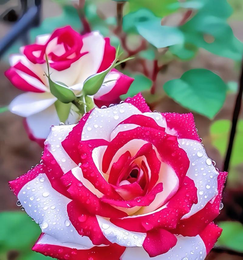 哪些花寓意好运和快乐？它们的花语是什么？