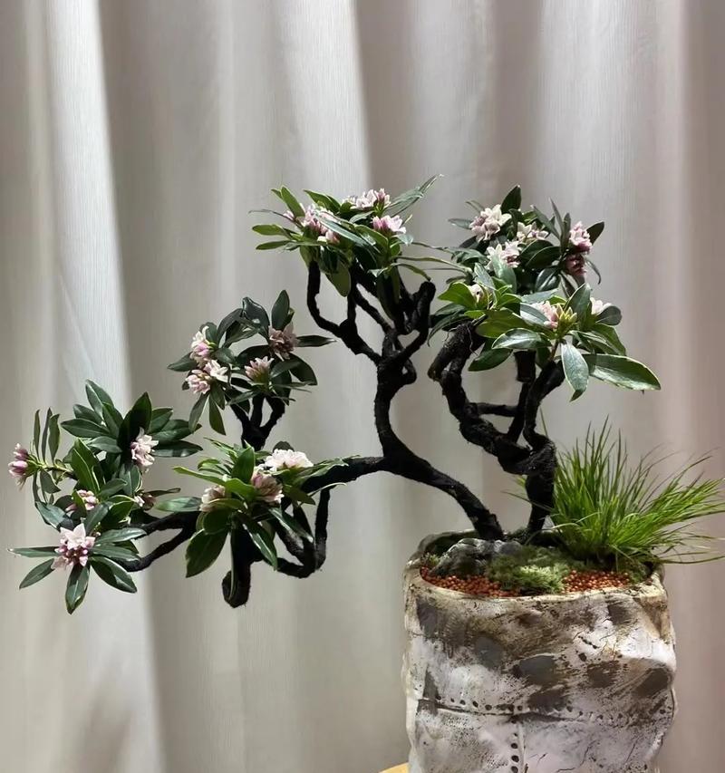 哪些花寓意好运和快乐？它们的花语是什么？