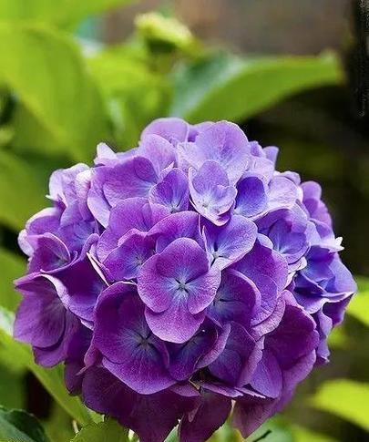 紫色花代表什么？紫色花的含义有哪些？