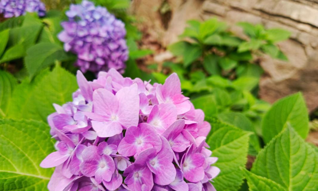 紫色花代表什么？紫色花的含义有哪些？