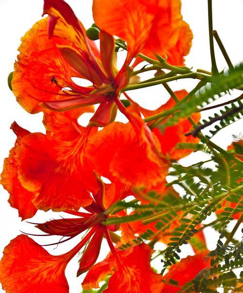 新年的象征花是什么颜色？它代表了什么？