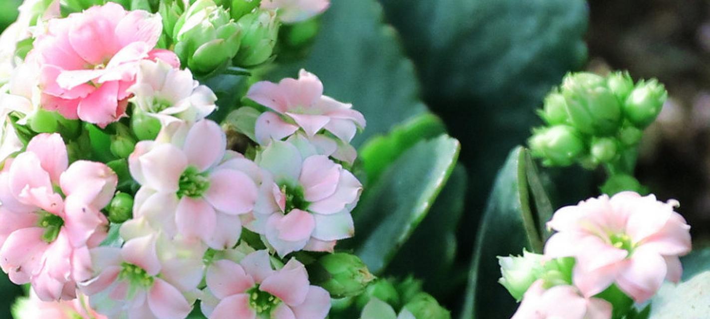 长寿花象征生命的含义是什么？
