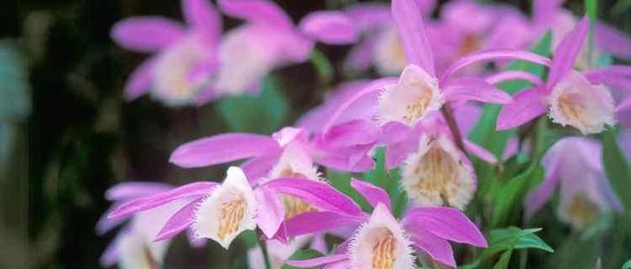 护你平安花的花语是什么？它象征着什么？