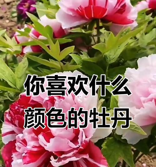 牡丹花有哪些颜色？它们各自代表什么寓意？