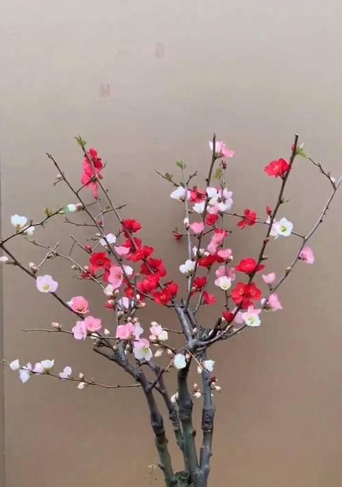 暖色系中象征理性的花有哪些？这些花的寓意是什么？