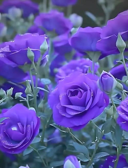 暖色系中象征理性的花有哪些？这些花的寓意是什么？