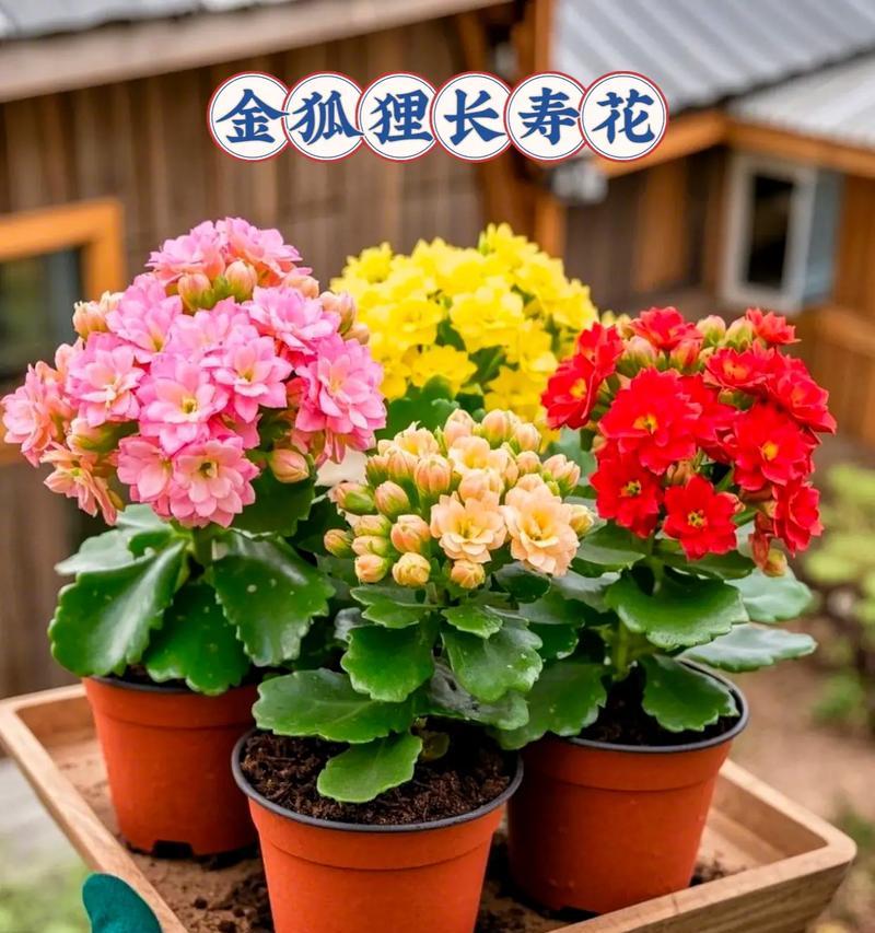 哪种颜色的花寓意好运上岸？好运上岸花的色彩是什么？