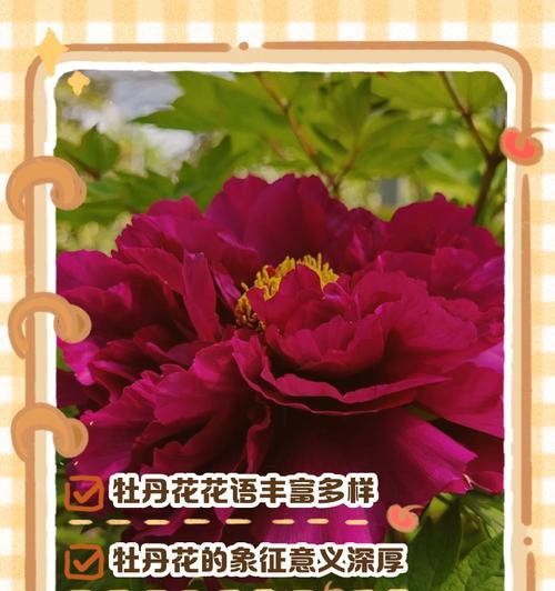 哪种颜色的花寓意好运上岸？好运上岸花的色彩是什么？
