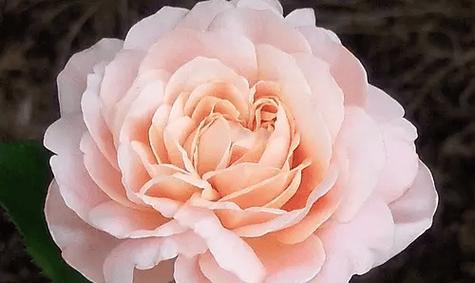哪种颜色的花寓意好运上岸？好运上岸花的色彩是什么？