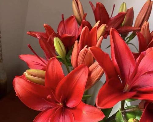 哪些颜色和花象征火和木？它们的寓意是什么？