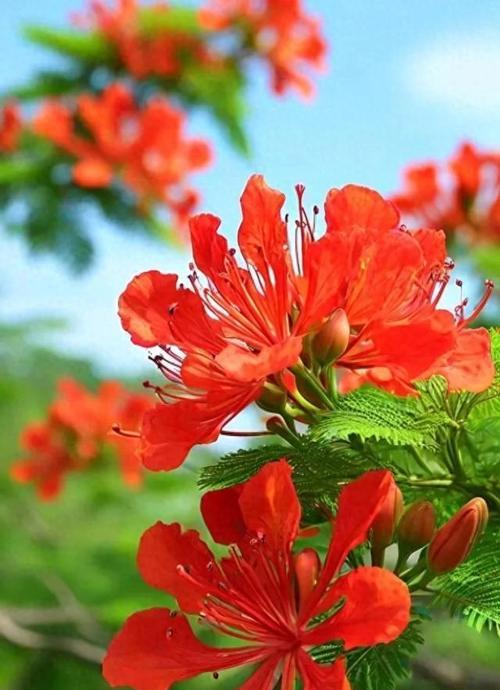 哪些颜色和花象征火和木？它们的寓意是什么？