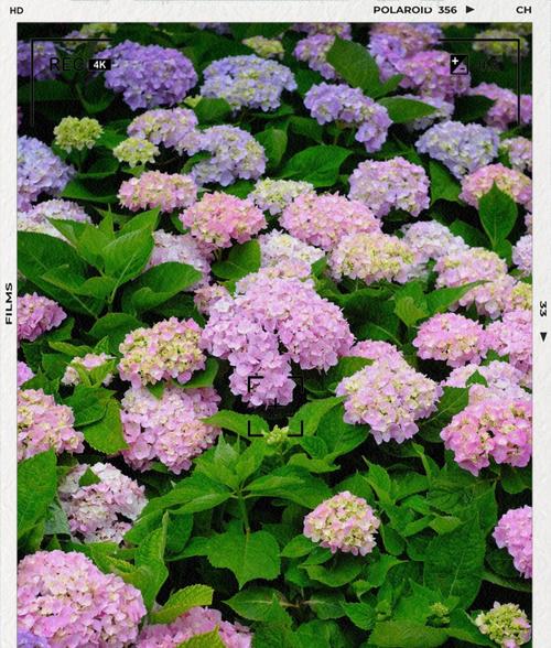 橘色绣球花的花语和寓意是什么？