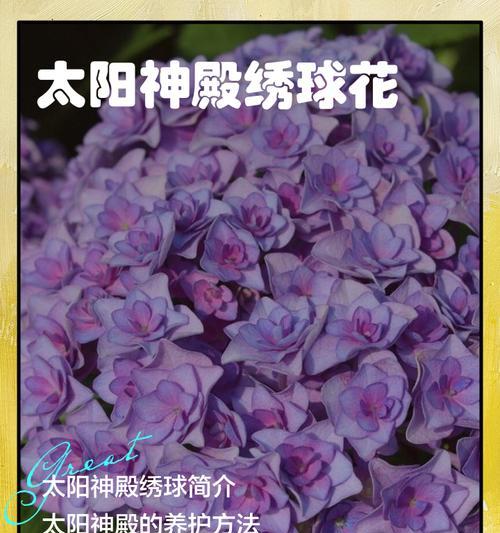 橘色绣球花的花语和寓意是什么？