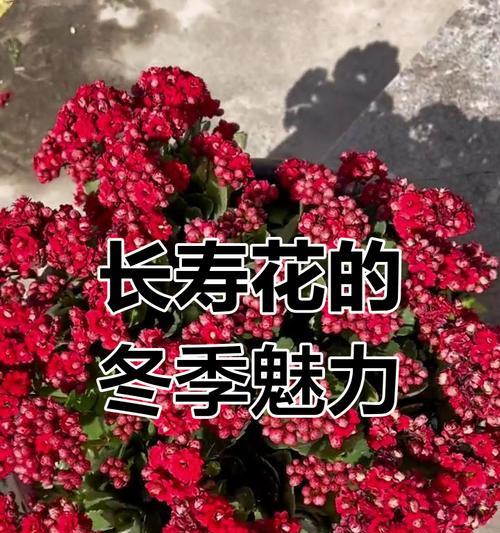 红色花有哪些特别含义？红色花代表什么？