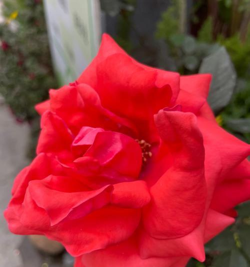 红色花有哪些特别含义？红色花代表什么？