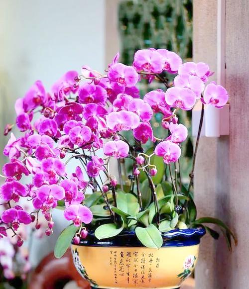 富贵花在家中有什么寓意？花卉如何象征富贵？
