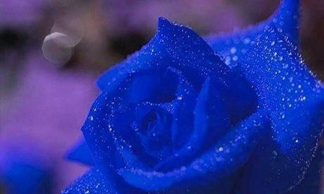 开工花束中蓝色花语有何含义？
