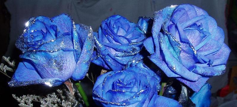 开工花束中蓝色花语有何含义？