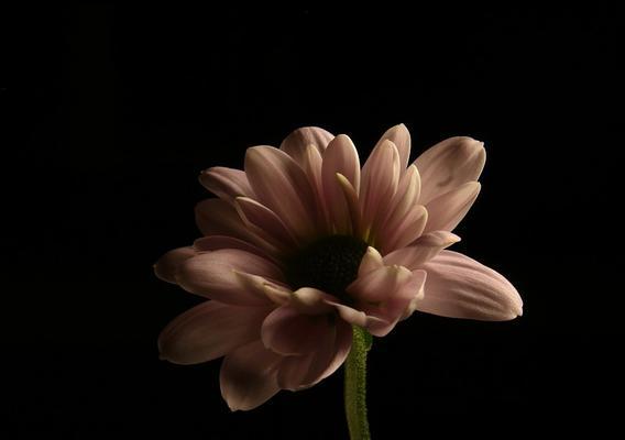 黑色花朵代表什么意义？