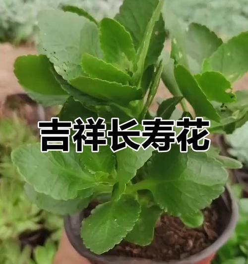 长寿花的含义和寓意是什么？长寿花象征着什么？
