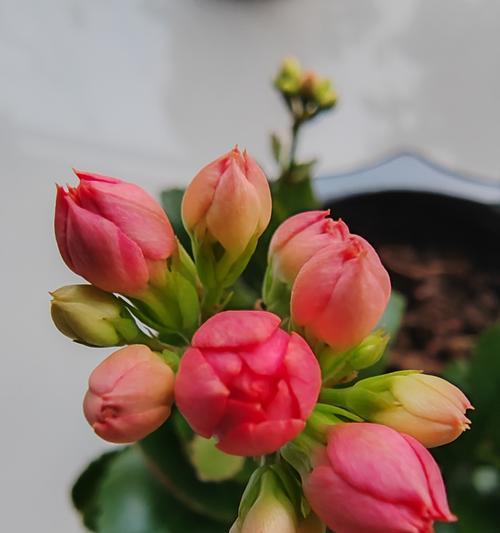 长寿花的含义和寓意是什么？长寿花象征着什么？