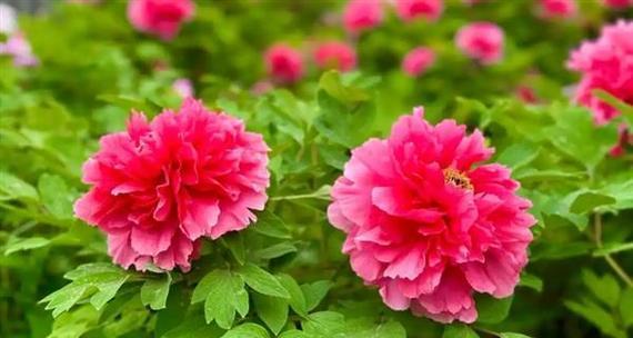 粉色花象征前程光明吗？什么粉色花寓意最好？