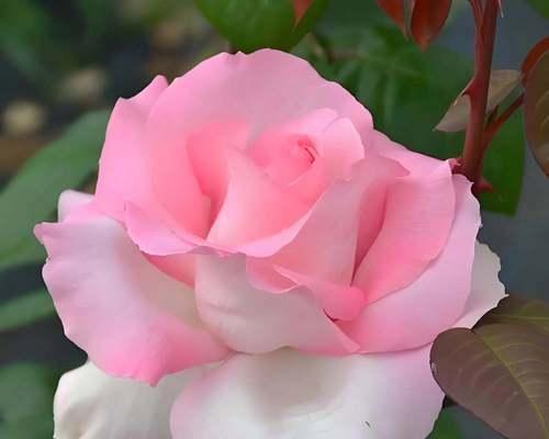 粉色花象征前程光明吗？什么粉色花寓意最好？