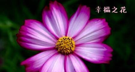 幸福花语北流是什么？北流地区流行的幸福花有哪些？