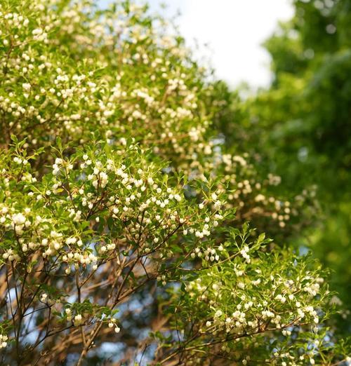 哪些花象征着节节高升？