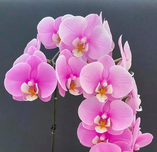 蝴蝶兰寓意送祝福的花是什么？如何用蝴蝶兰表达祝福？