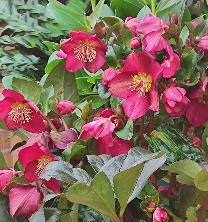 哪种花象征着失恋的爱情？