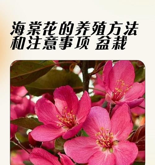 盆栽海棠树的养殖方法与注意事项（打造美丽花园的必备技巧）