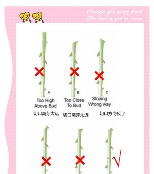 微型月季的养护指南（如何打理健康的微型月季）