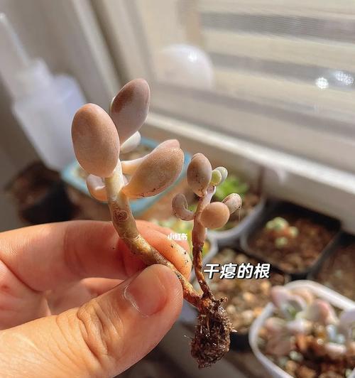 如何正确上盆和养护桃蛋（步骤、注意事项、关键技巧）
