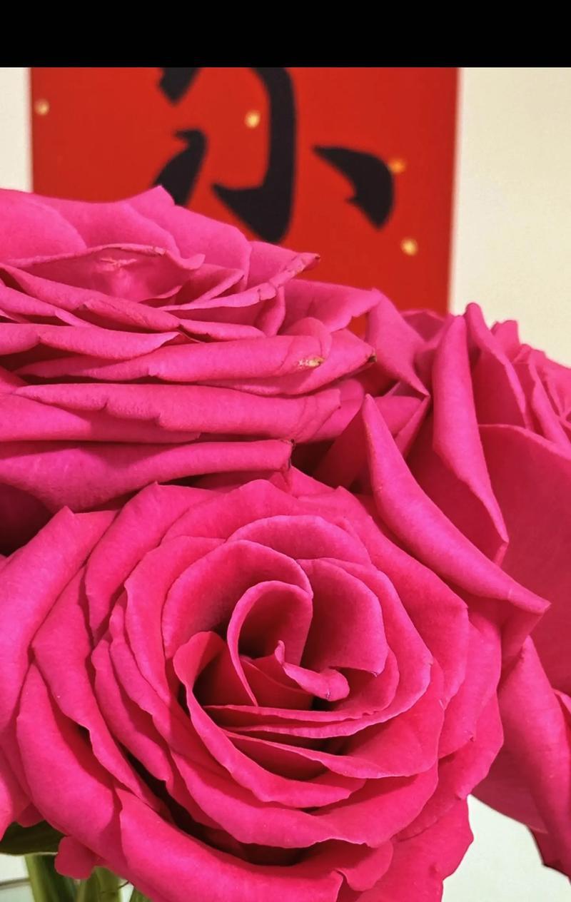 花语之“至死不渝的爱”（探寻花卉世界中代表永恒爱情的那一朵花）