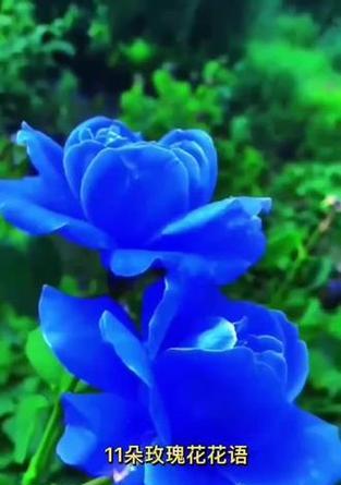 花语之“至死不渝的爱”（探寻花卉世界中代表永恒爱情的那一朵花）