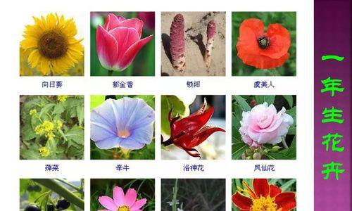 虎耳草的养殖方法及要点详解（从选种到养护，一篇文章教你轻松种出健康的虎耳草）