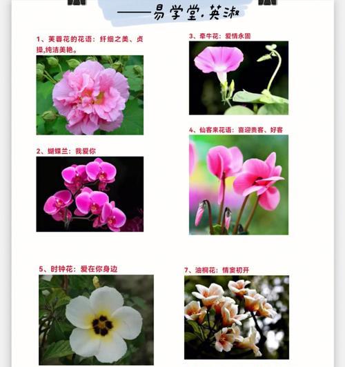 虎耳草的养殖方法及要点详解（从选种到养护，一篇文章教你轻松种出健康的虎耳草）