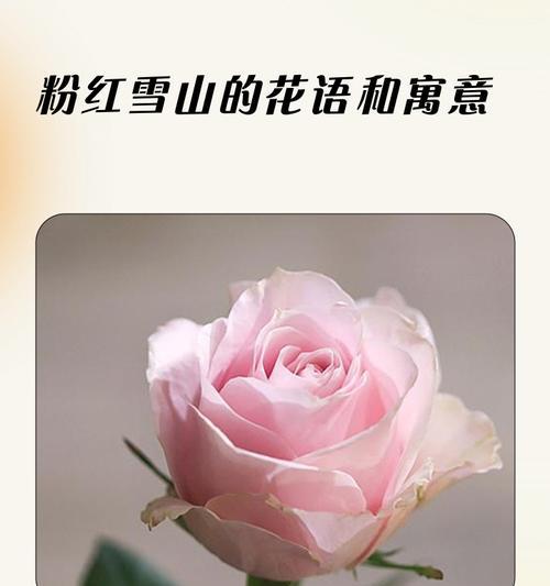 虎耳草的养殖方法及要点详解（从选种到养护，一篇文章教你轻松种出健康的虎耳草）