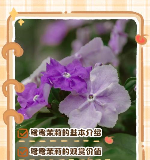 非洲茉莉的土壤选择与种植技巧（打造适宜非洲茉莉生长的土壤，让花开得更美）
