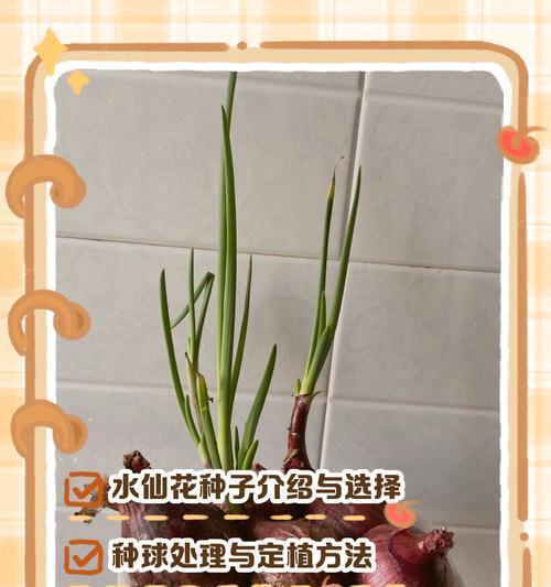 水仙花的养殖秘籍（水仙花如何培育？养殖技巧大揭秘！）