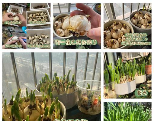 水仙花的养殖秘籍（水仙花如何培育？养殖技巧大揭秘！）